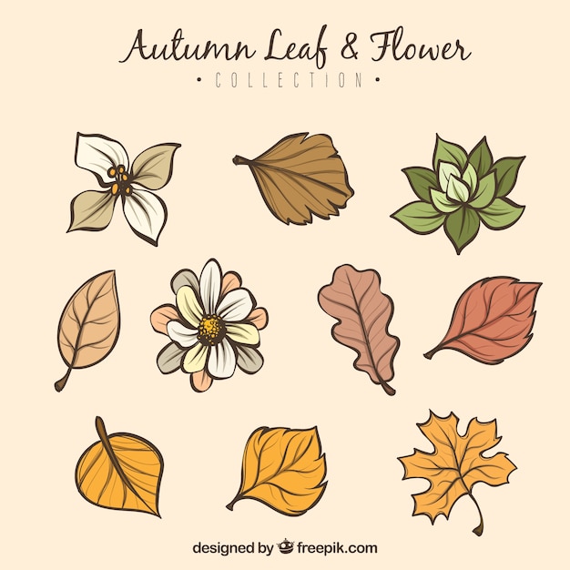 Autumn leaves collection