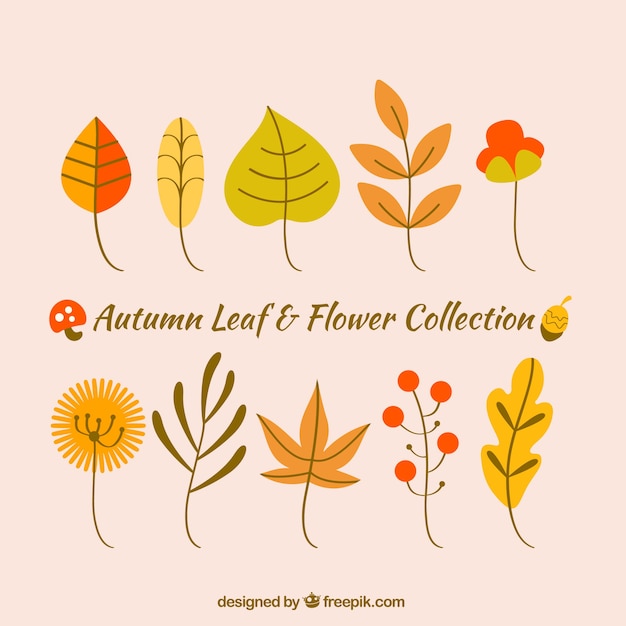秋の葉のコレクション