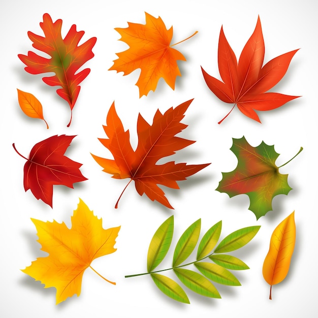 Free vector autumn leaves collection