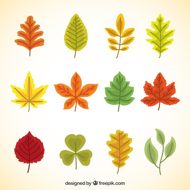 Осенние листья окрашены в разные цвета