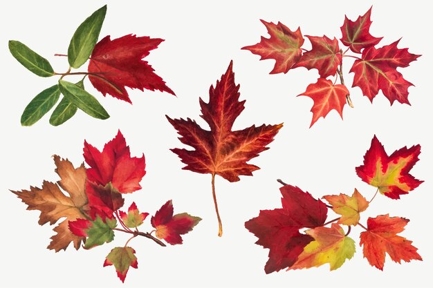 Autumn leaves set botanical illustration, remixed from the artworks by Mary Vaux Walcott