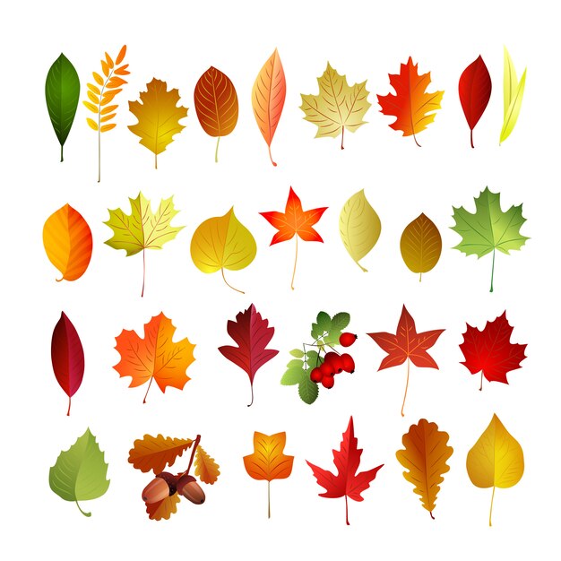 Premium Vector | Autumn leaves set. cartoon illustration