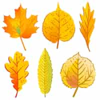 Free vector autumn leaves set