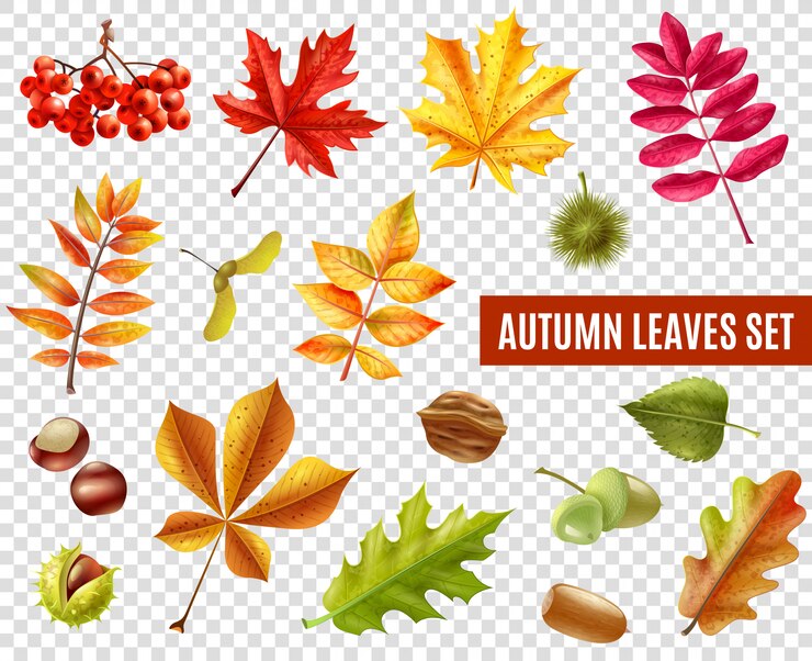 Free Vector autumn leaves transparent set