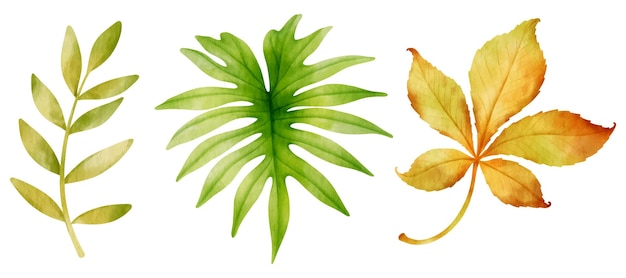 Осенние листья акварельные иллюстрации для декоративного элемента