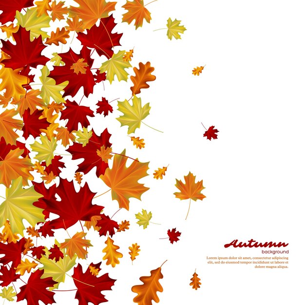 Autumn leaves on white background. Autumnal vector illustration.