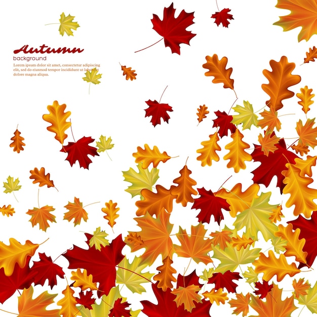 Autumn leaves on white background. Autumnal vector illustration.