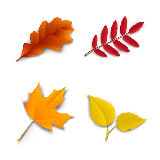 Free vector autumn oak maple ash birch leaves