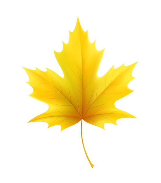 Осенние желтые кленовые листья. Векторная иллюстрация Eps10
