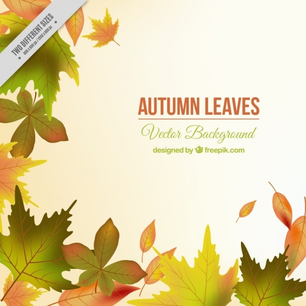 Free vector autumnal background with realistic leaves