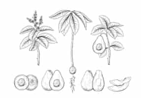 Vettore gratuito set di illustrazioni botaniche disegnate a mano decorative di frutta avocado