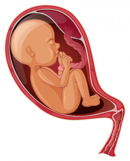 Free vector baby inside woman womb