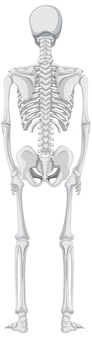 Vista posteriore dello scheletro isolato su sfondo bianco