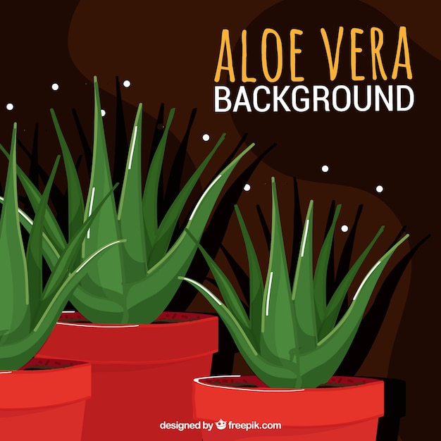 Background of pretty pots of aloe vera