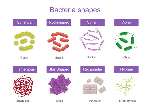 Bacteria shapes realistic infographics with colorful images of different microbes with editable text captions on bars vector illustration