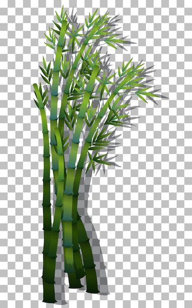 Free vector bamboo on transparent background