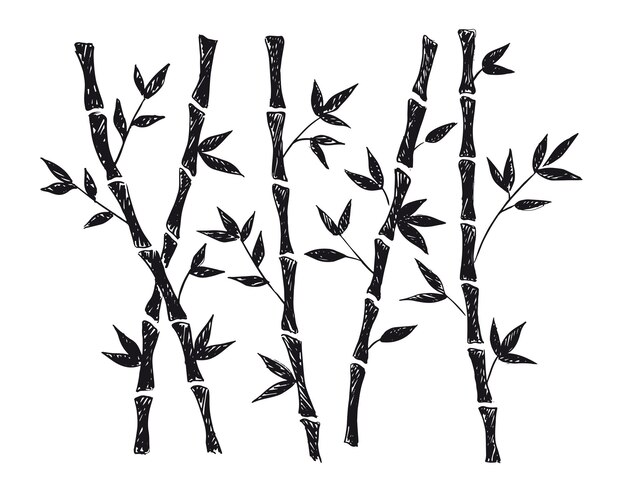 Bamboo tree hand drawn style vector illustrations