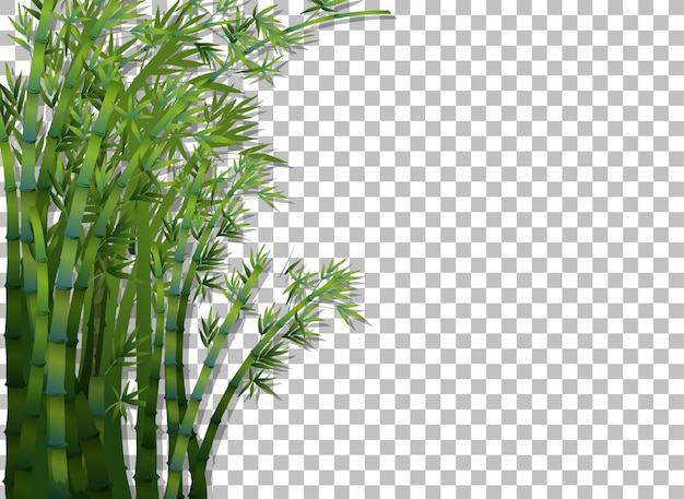 Free vector bamboo tree on transparent background