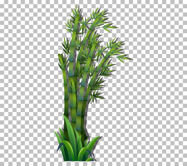 Free vector bamboo tree on transparent background