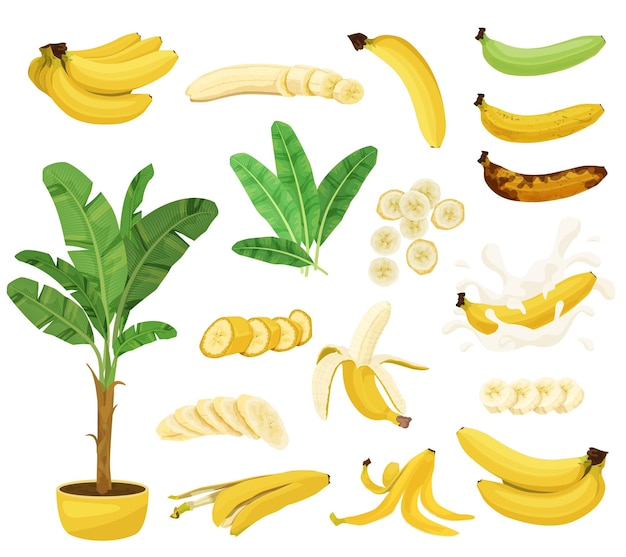 Free vector banana flat set with isolated images of under ripe and overripe banana fruits with skin slices vector illustration