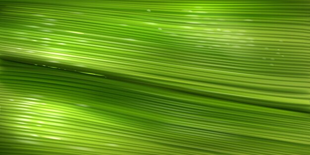 バナナの葉の質感、緑のヤシの葉の表面