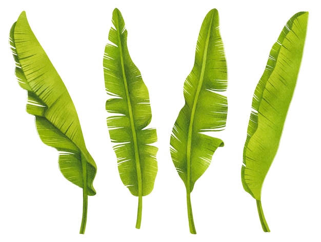 バナナの葉セット水彩スタイル要素イラスト