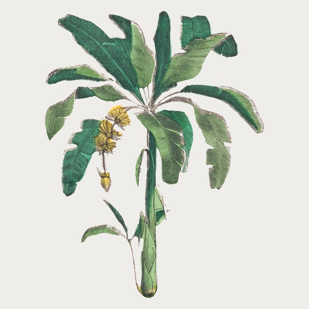 Banana tree  botanical art print, remix from artworks by by Marcius Willson and N.A. Calkins