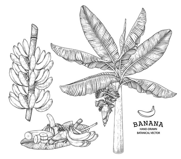 Banana tree fruit and blossom hand drawn retro illustration