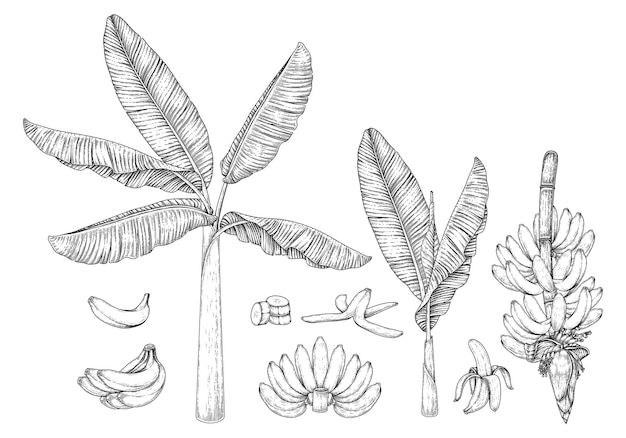 Illustrazione disegnata a mano della frutta e del fiore dell'albero di banana retrò