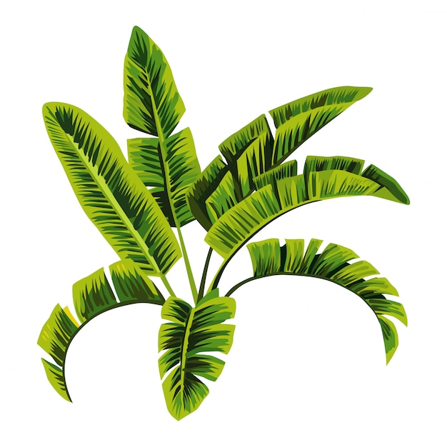 バナナの木のイラスト プレミアムベクター