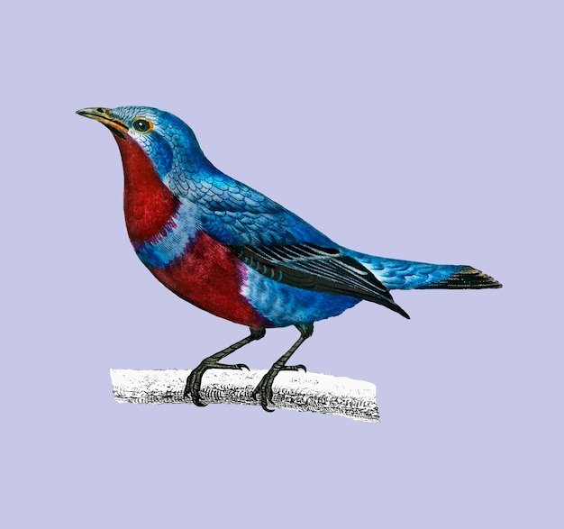 Banded cotinga