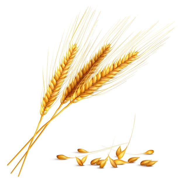 Free vector barley grain illustration