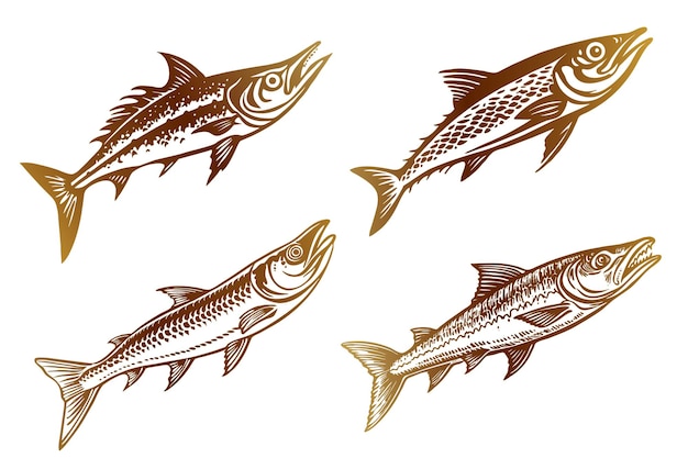 Barracuda fish vector gold outline sketch collection