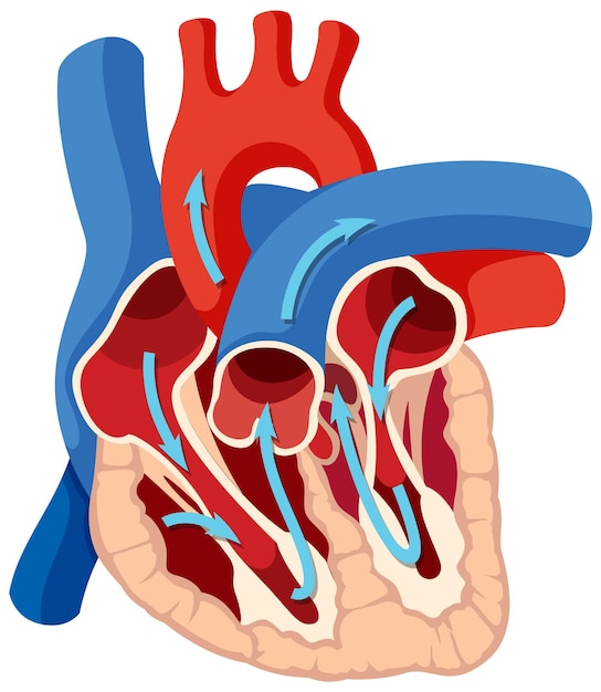 Vettore gratuito anatomia di base del cuore umano