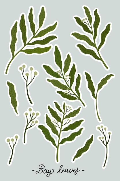 Free vector bay leaves and seeds set vector