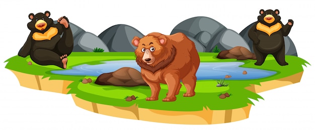 Free vector bear around a pond on white