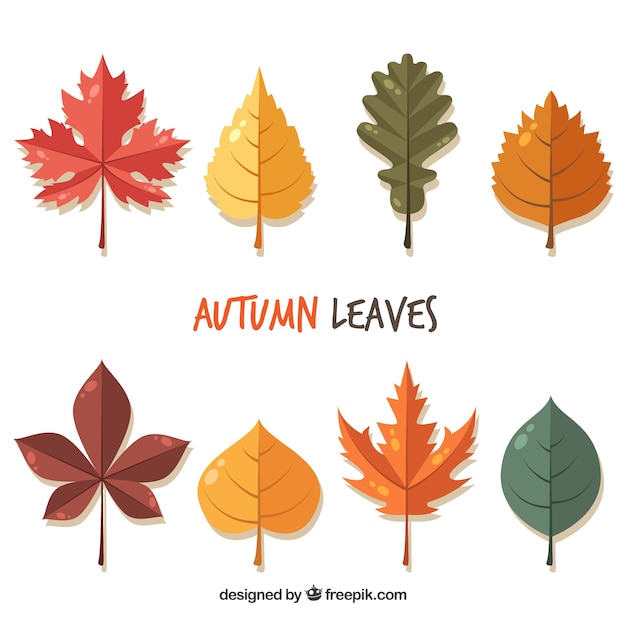 Free vector beautiful autumn leaves in flat style