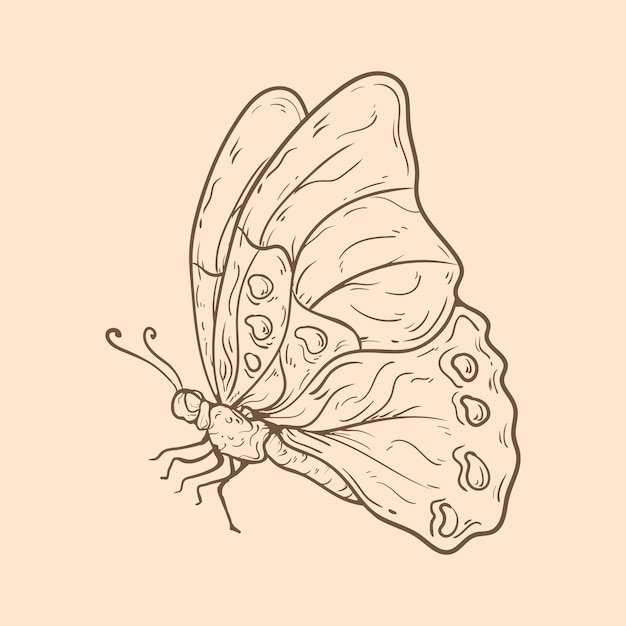 Free Vector beautiful butterfly outline illustration