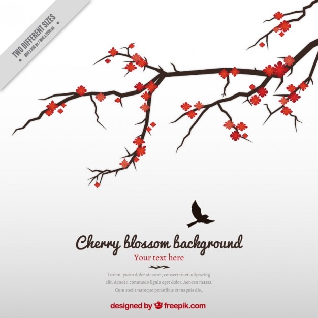 Free Vector beautiful cherry blossom background