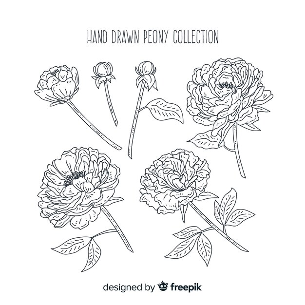 Beautiful collection of hand drawn peony flowers