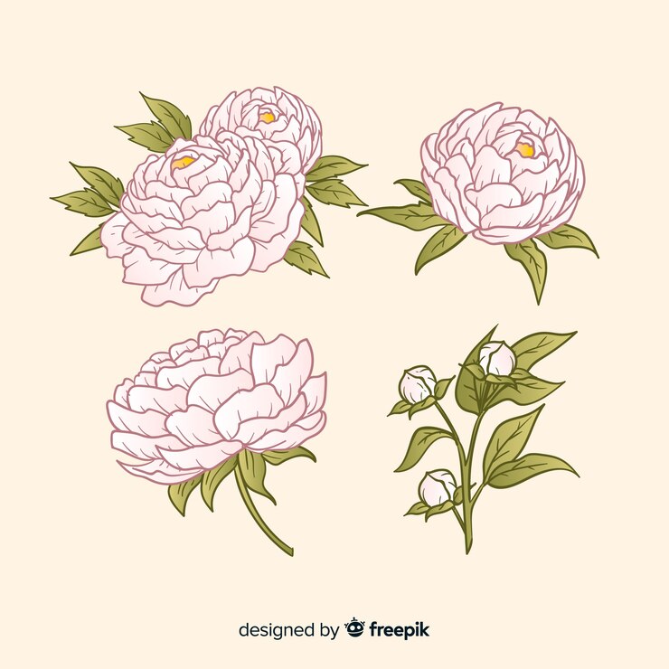 무료 Vector 손에 모란 꽃의 아름 다운 컬렉션 그린 스타일