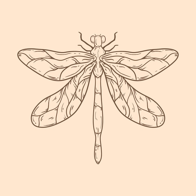 Beautiful dragonfly outline illustration