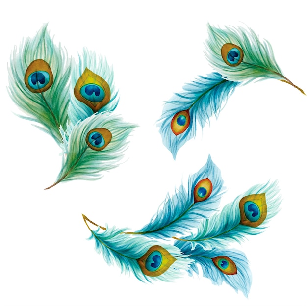 Peacock feather collection Stock Vector by ©zazulla 203438300, Peacock  Feather 