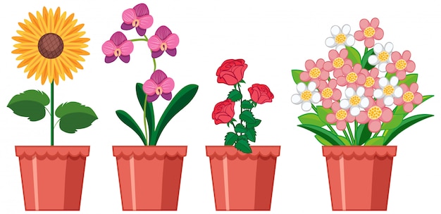 Free vector beautiful flowers in the garden on white background