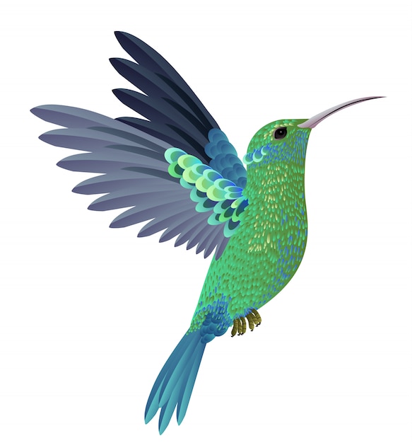 Beautiful flying hummingbird. Design element. For banners, posters, leaflets and brochures