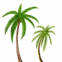 Free vector beautiful green coconut tree leaf design