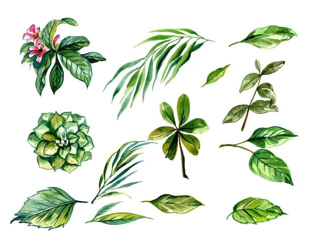 아름 다운 녹색 열 대 잎 세트 디자인