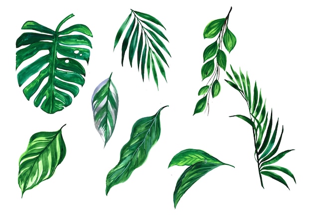 Free vector beautiful green tropical leaves set design