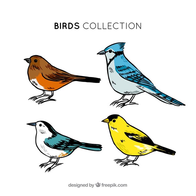 美しい手で描かれた鳥のコレクション