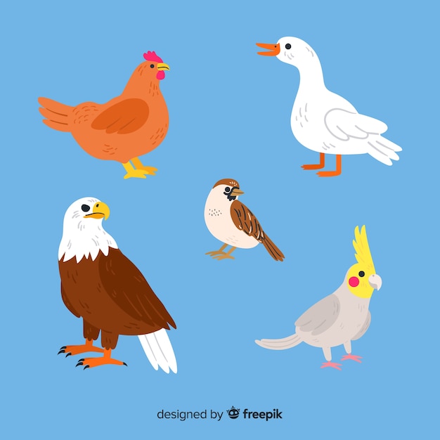 美しい手描きの鳥のコレクション